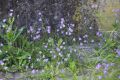 Glockenblumen - wichtig sowohl als Nektar und Pollenlieferant